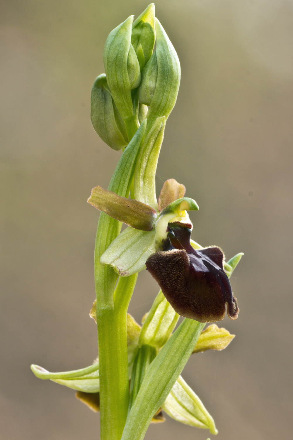 Ophrys sphegodes subsp. sphegodes Mill. -